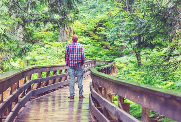 Paseo de madera en el bosque.