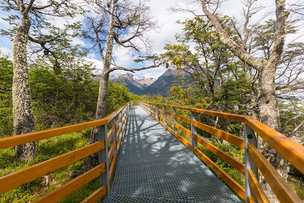 Paseo de madera en el bosque.