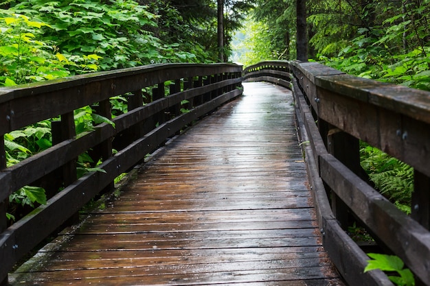 Paseo de madera en el bosque.