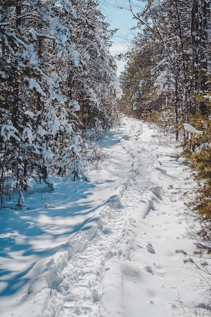 Paseo de madera cubiertos de nieve en bosque mixto Nature Study Trail en Paaskula bog Estonia