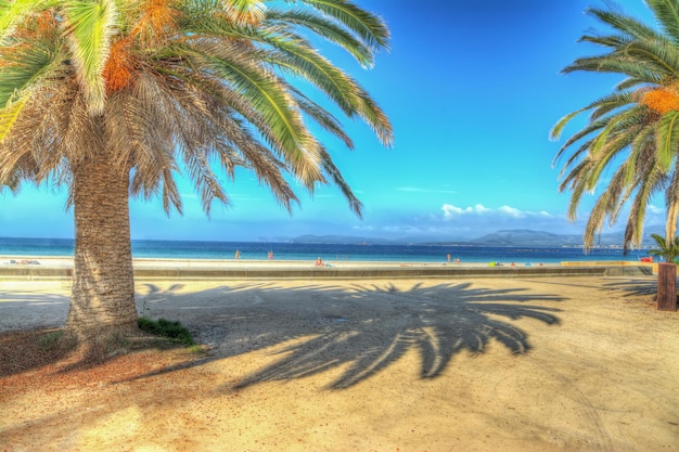 Paseo marítimo de alghero con palmeras en hdr