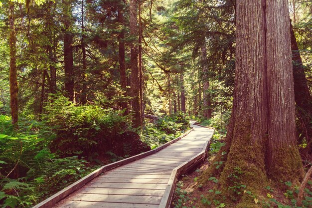 Paseo marítimo de madera en el bosque.