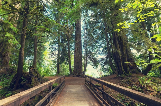 Paseo marítimo de madera en el bosque.