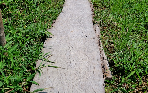 Paseo marítimo de madera entre campo de hierba verde vibrante en día soleado