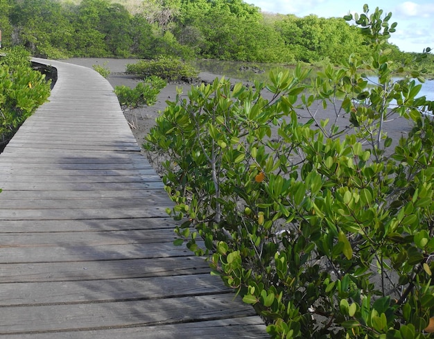 Paseo marítimo en medio de plantas en el campo