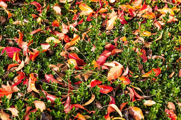 Foto paseo marítimo de otoño