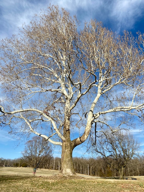 Foto un paseo por el parque hermoso árbol viejo naturaleza de primavera en los estados unidos viaje por aventura