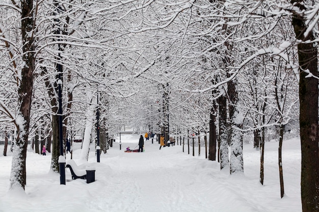 Un paseo por el parque nevado