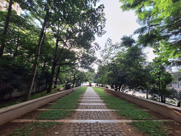 un paseo en el parque con un paseo bordeado de árboles.