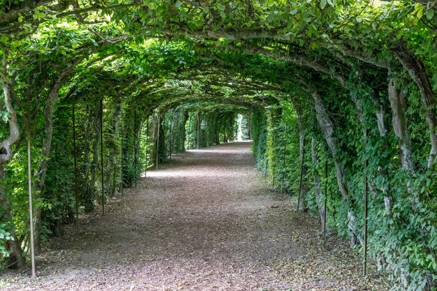 Un paseo por el parque verde, alrededor de la rama de hojas y árboles verdes. Fondo de paisaje de verano sin gente.