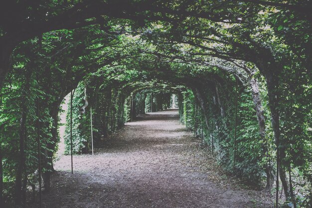 Un paseo por el parque verde, alrededor de la rama de hojas y árboles verdes. Fondo de paisaje de verano sin gente.