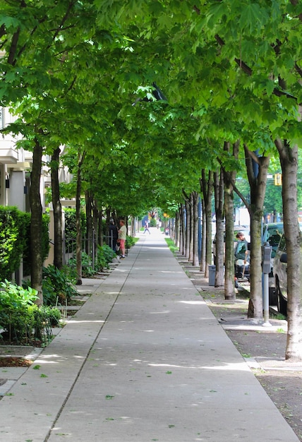 Paseo peatonal entre árboles en el parque