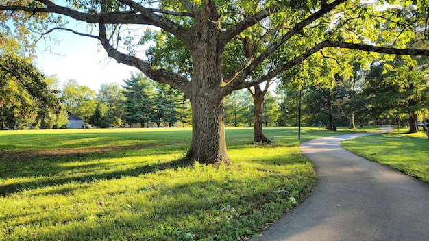 Foto paseo soleado del parque con árbol