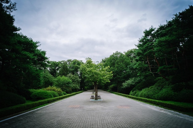 Paseo vacío en medio de los árboles en el parque contra el cielo nublado