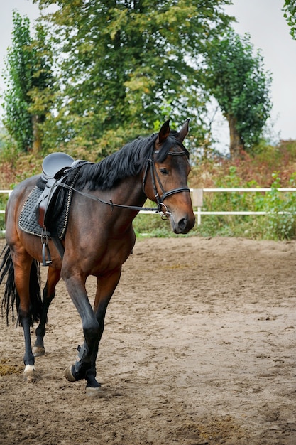 Paseos en arnés de caballos en el hipódromo.