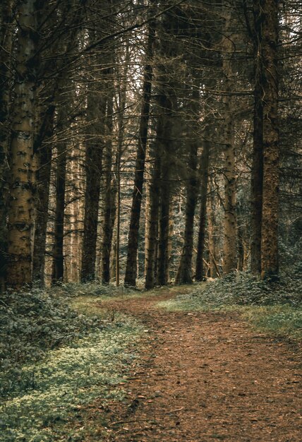 Foto paseos por el bosque