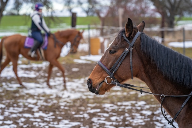 paseos a caballo en el corral del pueblo