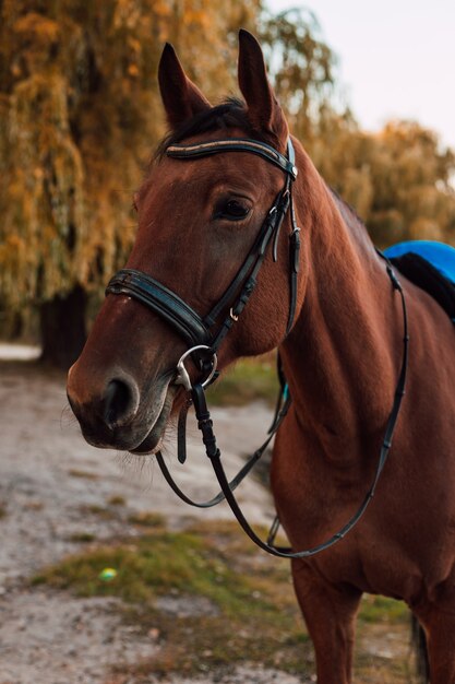 Paseos a caballo en otoño