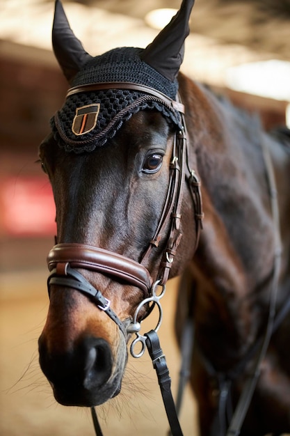 Paseos a caballo Retrato de un caballo marrón en una brida Caballo en una brida marrón con inserciones de metal