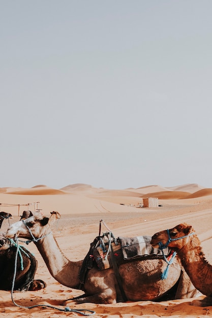 Paseos en camello en Erg Chebbi, Marruecos