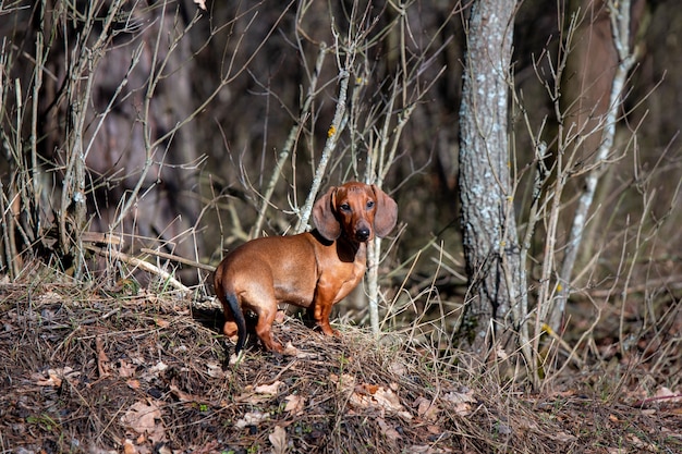 Paseos gratuitos de perro rojo al aire libre