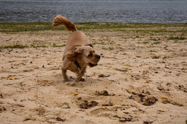 Paseos de perros por la orilla del río