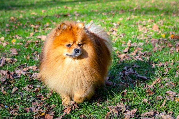 Paseos de Pomerania en el parque. De cerca.