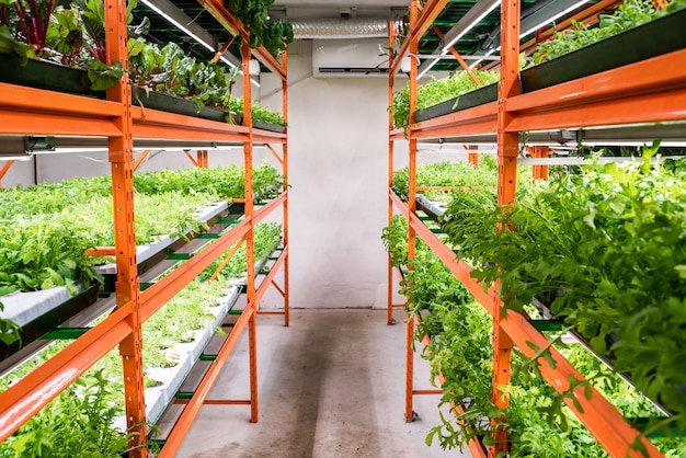 Pasillo entre grandes estantes con plántulas verdes de plantas hortícolas que crecen en invernadero