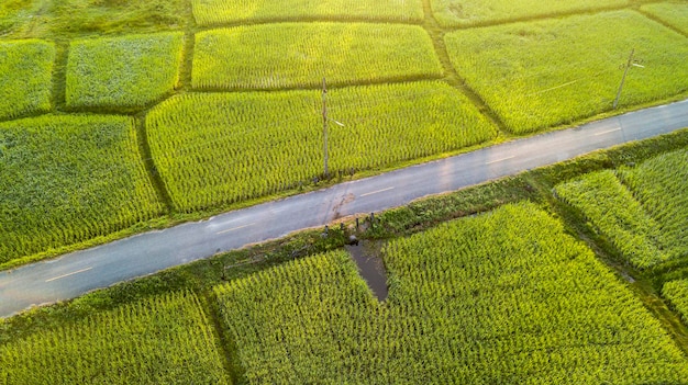 Paso de camino rural a través de campo verde. Vista aérea de un campo por la mañana desde un dron