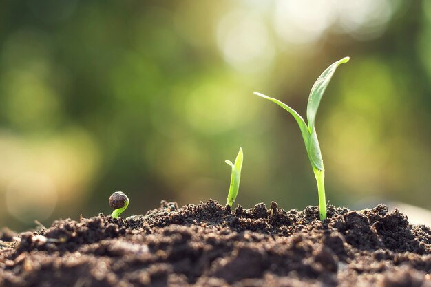 Paso de crecimiento de la planta joven