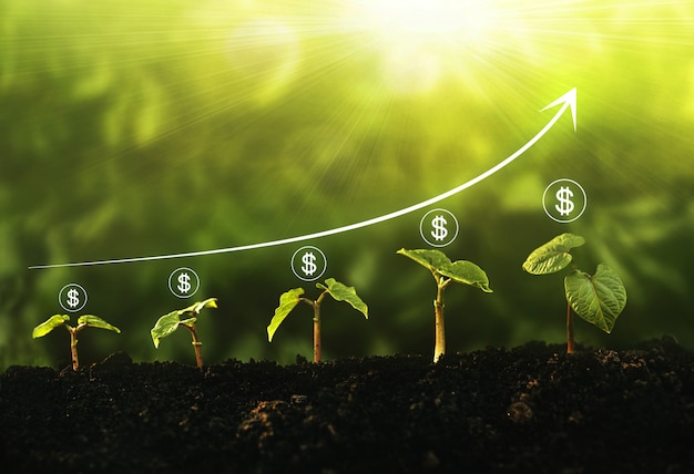 Paso de crecimiento de plántulas en jardín con icono de dólar y gráfico