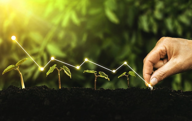 Paso de crecimiento de plántulas de siembra a mano en jardín con sol. Concepto de crecimiento empresarial, beneficio, desarrollo y éxito.