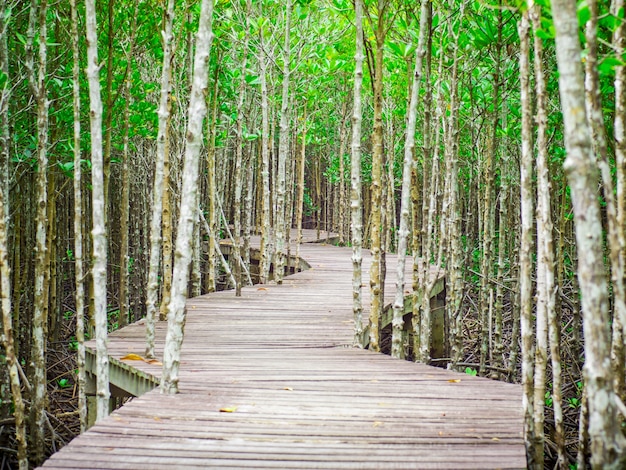 Foto paso de madera que conduce al bosque de mangroove