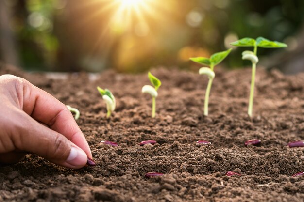 Paso de planta creciente con salida del sol. concepto de agricultura en el jardín