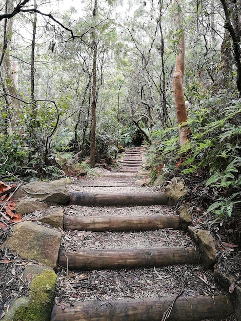 Pasos en el bosque contra el cielo