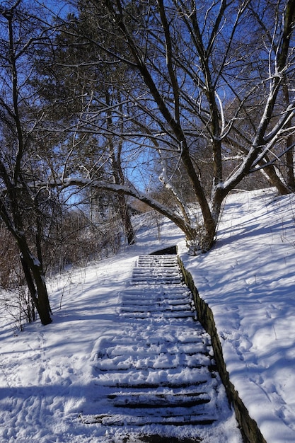 Pasos cubiertos de nieve en el parque en invierno