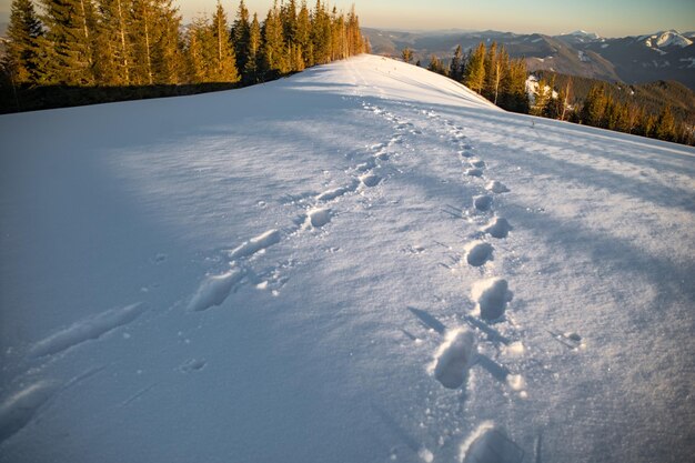 Pasos en la nieve Cordillera de invierno en las montañas de los Cárpatos Ucrania Trekking de invierno