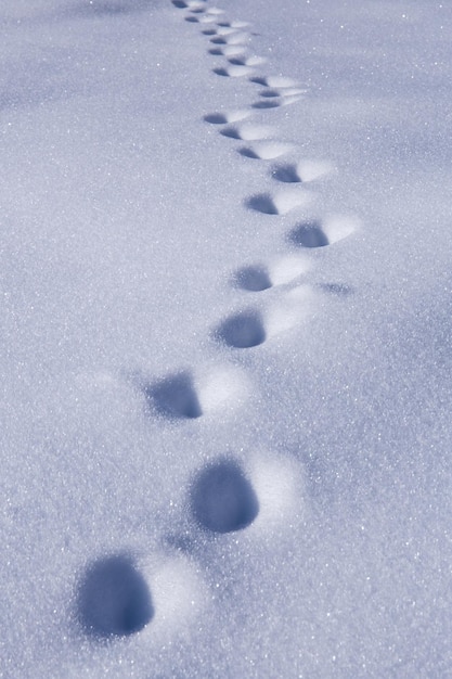 Foto pasos en la nieve profunda