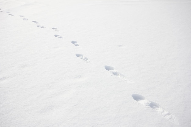 Pasos de pie sobre suelo de nieve