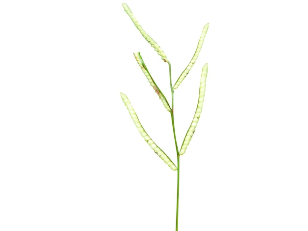 Paspalum scrobiculatum sobre un fondo blanco