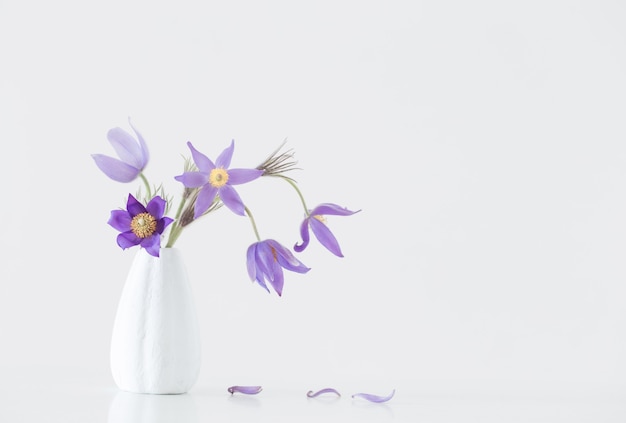 Pasque-Blume in Vase auf weißer Oberfläche