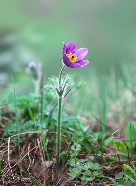 Pasque Flower Brilla con luz primaveral.