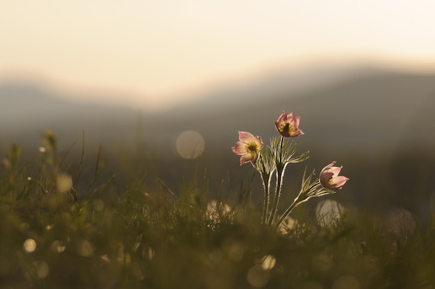 Foto pasque flower que florece en roca de la primavera en la puesta del sol.