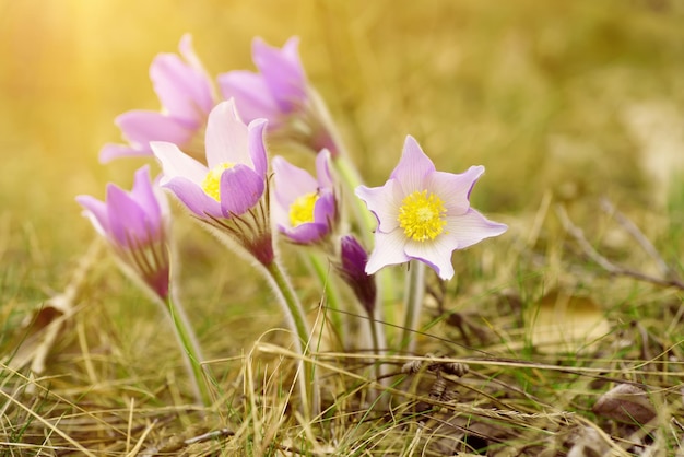 Pasqueflower, der in der Natur auf Sonnenuntergangmakrofrühlingsblumenhintergrund wächst