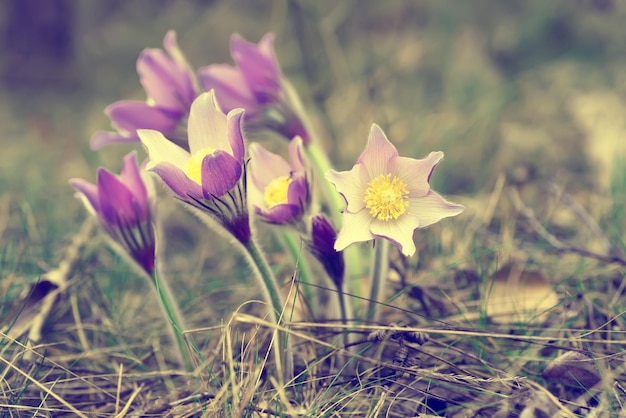 Pasqueflower en la naturaleza