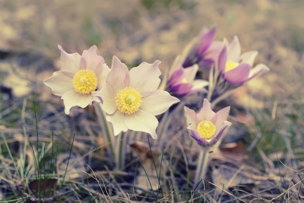 Pasqueflower en la naturaleza