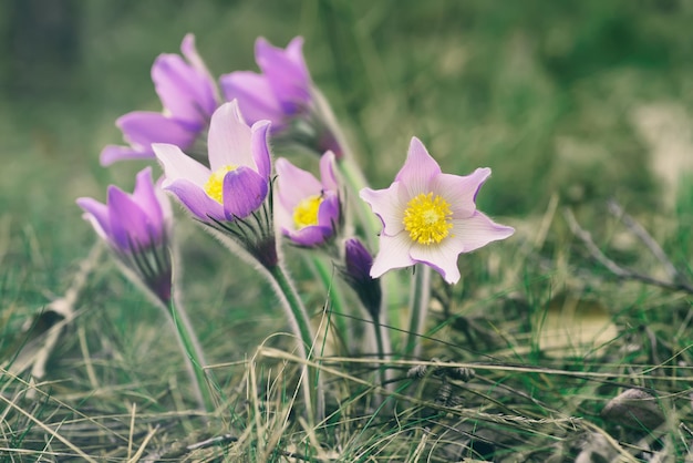 Pasqueflower en la naturaleza