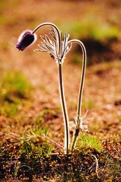 Pasqueflower wächst in der Natur Makro Frühling Blumenhintergrund