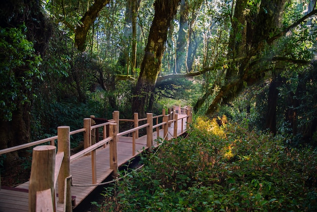 Passagem da ponte de madeira na fuga de natureza no pico de montanha de Inthanon em Chiang mai Tailândia