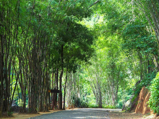 Passagem de bambu natural no norte da tailândia